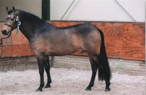 sulaatik's versace|Sulaatik’s Vilenne: SULAATIK’S VERSACE x LITTLE BOY DU .